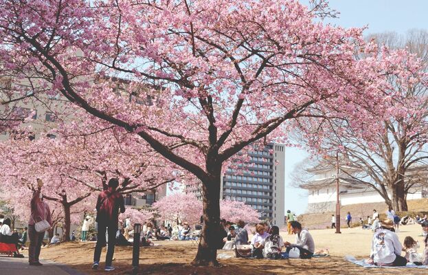満開のカワヅザクラを楽しむ来場者たちでにぎわった「宇都宮城桜まつり」