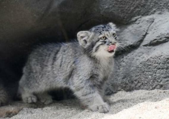 初めて報道陣にお披露目されたマヌルネコの赤ちゃん=16日午前、神戸市の神戸どうぶつ王国