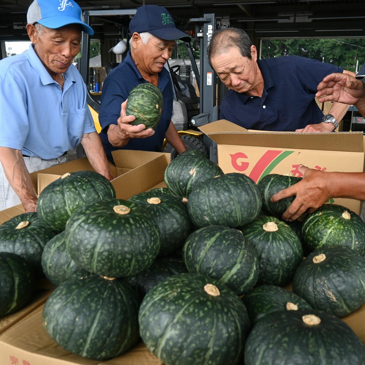 壬生でカボチャの出荷ピーク 天候恵まれ「例年にない良い出来」｜県内