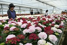 赤、白、ピンク、アジサイ色鮮やか　「母の日」前に芳賀で出荷最盛期