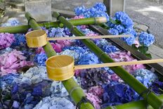 佐野・唐澤山神社でアジサイの花手水　青や紫、ゆらゆら涼しげに
