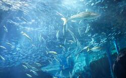 水族館、１万匹超マイワシ仲間に
