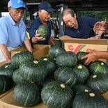 壬生でカボチャの出荷ピーク　天候恵まれ「例年にない良い出来」