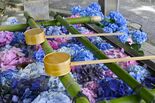 佐野・唐澤山神社でアジサイの花手水 青や紫、ゆらゆら涼しげに