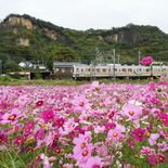 花と電車と岩船山と　栃木・JR両毛線沿いでコスモス見頃　ピークは今週末…