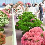 25日から全国最大級「鹿沼さつき祭り」　審査会に全国から200点　最高…