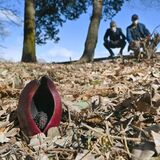 春告げるザゼンソウ開花　きょうから群生地一般公開　大田原【動画】