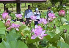 栃木・つがの里でハス見頃