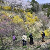 茂木の「花の山」が見頃　サクラ、レンギョウ、ユキヤナギ…　GWに向けても次々と開花