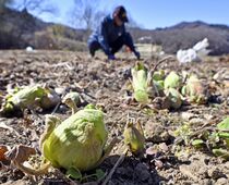 那珂川でフキノトウの収穫