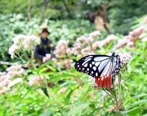 アサギマダラ飛来