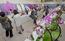 とちぎ蘭展