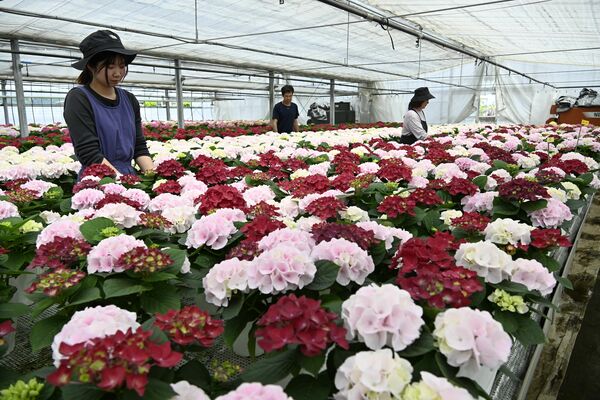 出荷の最盛期を迎えているアジサイ