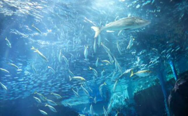 「外洋大水槽」で泳ぐマイワシの大群(奥)などの魚たち=19日午後、福岡市のマリンワールド海の中道