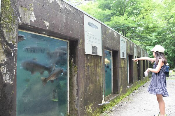 無料公開された「さかなと森の観察園」