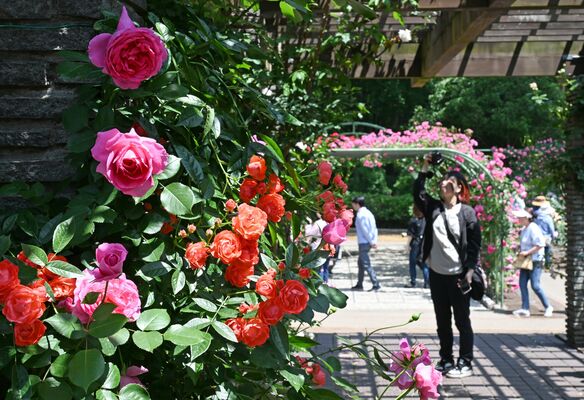園内を華やかに彩るバラ