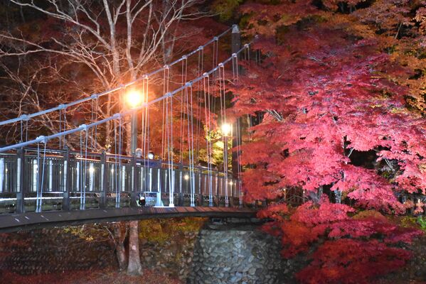ライトアップされた紅の吊橋
