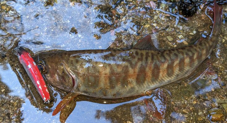面河川水系上流部で釣れた魚。背中の模様が海水魚のサバのように見える＝３月27日（読者提供）