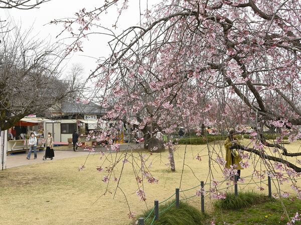 下野市・天平の丘公園のさまざまな桜は二～五分咲き＝４月３日午前