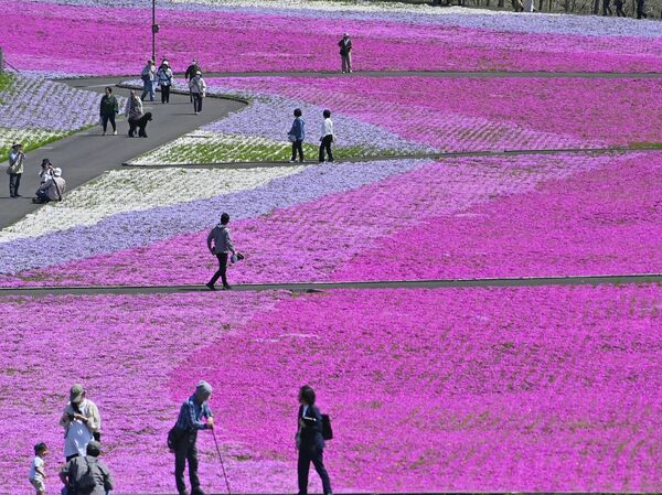 一面を鮮やかに彩るシバザクラ＝16日午前10時35分、市貝町見上