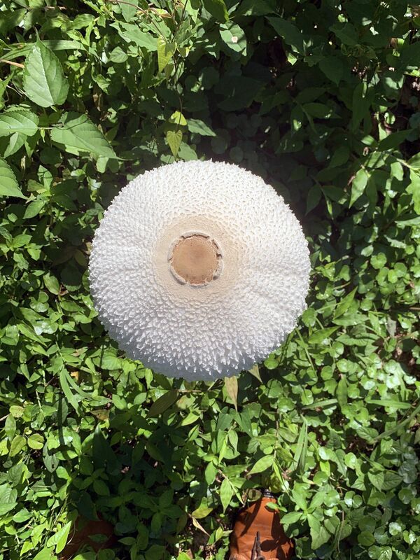 長岡樹林地で見つけたマントカラカサタケ。傘の表面が破れ、ささくれだっている（井上さん提供）