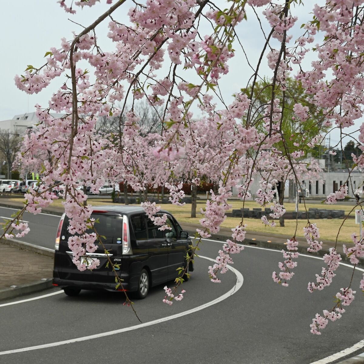 上三川いきいきプラザでシダレザクラ満開 約40本、春風に花びら揺れる