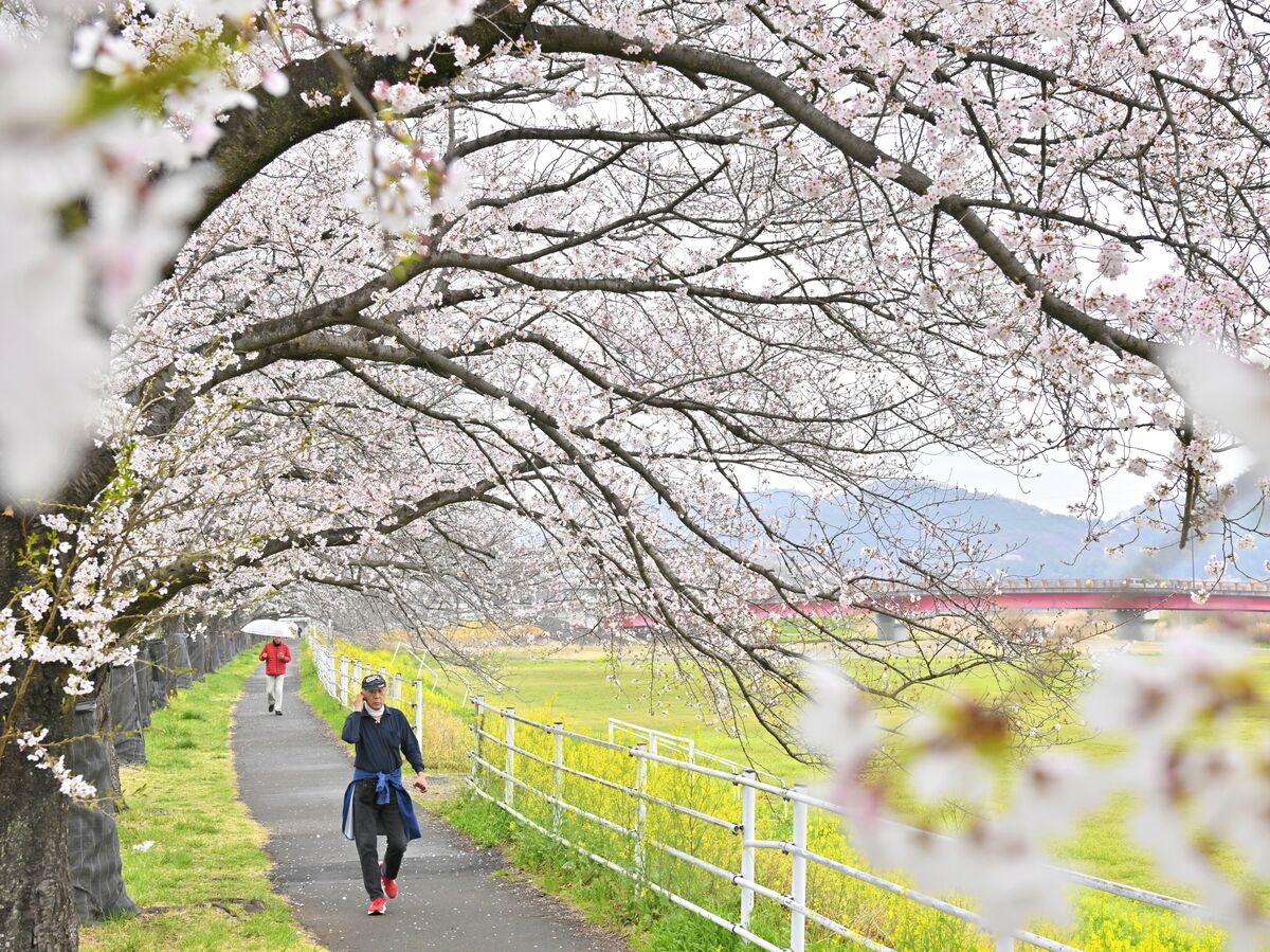 栃木県内桜便り2026 秋山川堀米緑地（佐野） 雨空に春色のアーケード