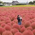 コキアと稲穂の競演美　芳賀の休耕田　「やっと秋を感じられた」