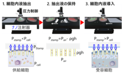 ナノチューブ膜スタンプで細胞内液・ミトコンドリアを直接移送