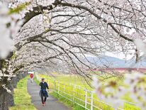 栃木県内桜便り2026 秋山川堀米緑地(佐野) 雨空に春色のアーケード…