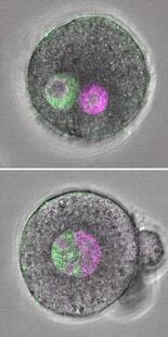 父母ゲノム「別居」で子は育つ？