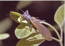 夜、光に集まる水生昆虫