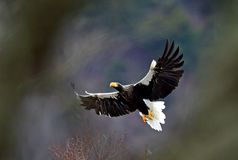  [１６]生態系循環する放射性物質