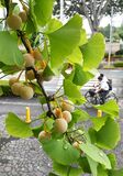 ギンナンに秋の気配　宇都宮