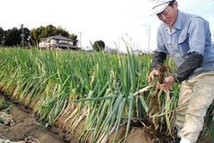 ＜68＞「泥付きねぎ」栃木から発信　新規作物で「経営努力」