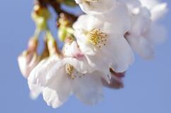 名古屋で桜開花