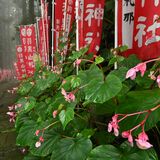 しっとりと参道に秋の訪れ　羽黒山でシュウカイドウ見頃