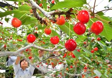 サクランボ収穫始まる　鹿沼