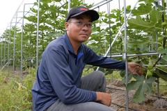 ＜ １５７＞　甘み強く今年は美味　ＪＡ佐野のイチジク