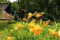 遺跡の広場のニッコウキスゲ　宇都宮