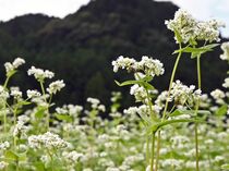 ソバの花が見頃　日光