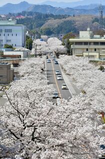 鹿沼さつき通りの桜並木