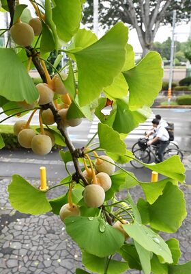ほんのり色づき始めたギンナン＝７日午前７時45分、宇都宮市元今泉５丁目