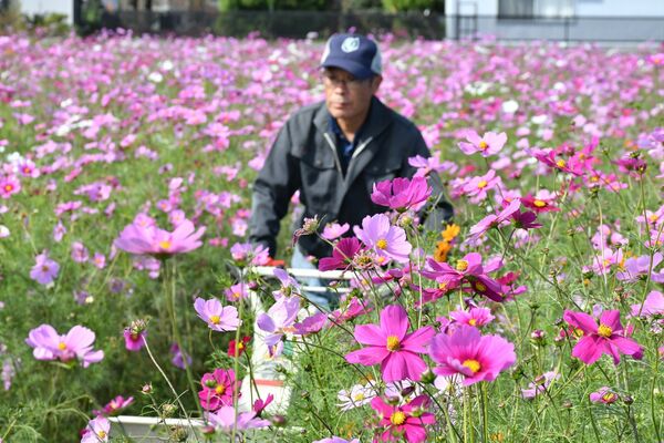 見頃を迎えたコスモス
