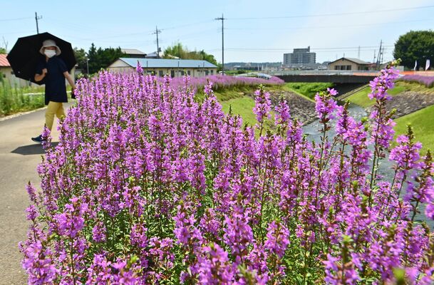 巻川沿いを鮮やかに彩るミソハギ＝２日正午、大田原市中田原