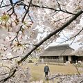 栃木県内桜便り2026　桜町陣屋跡（真岡）　農村復興の拠点で咲く　ソメイヨシノなど満開