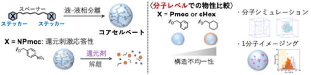 低分子コアセルベートの内部構造を分子レベルで解明