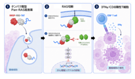 がん遺伝子RASを標的とするタンパク質型抗がん剤候補を開発