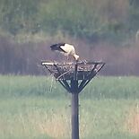 コウノトリひな1羽ふ化か 小山・渡良瀬遊水地で7年連続