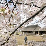 栃木県内桜便り2026　桜町陣屋跡（真岡）　農村復興の拠点で咲く　ソメ…